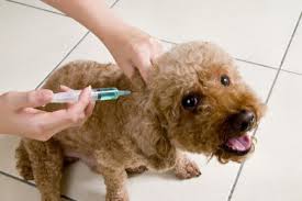 diabète injection insuline chien