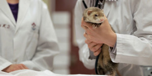 maladie furet vétérinaire rennes cesson