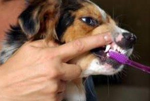 soins-dents-chien-300x202