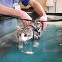 aquatherapie chat