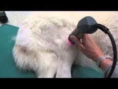 laser arthrose