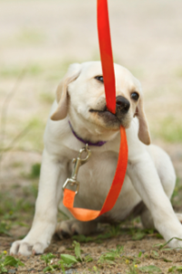 sortie précoce du chiot