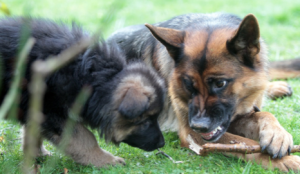 sortie précoce du chiot