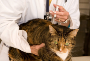 vaccination du chat et chien rennes cesson