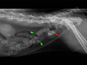 malpropreté urinaire chat vétérinaire cesson rennes 