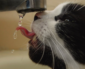 malpropreté urinaire chat vétérinaire cesson rennes 