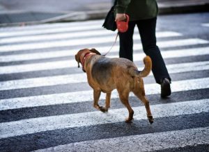 marche en laisse chiot éducation clinique vétérinaire cesson rennes 