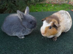 environnement Nac lapin furet cochon d'inde vétérinaire Cesson Rennes