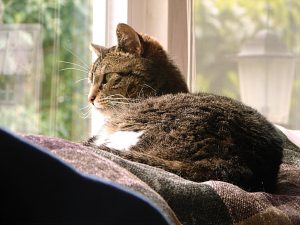 anxiété du chat en milieu clos vétérinaire rennes cesson