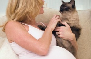 Toxoplasmose femme enceinte chat vétérinaire cesson rennes 