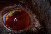 hemmoragie oculaire hypertension arterielle chien chat 