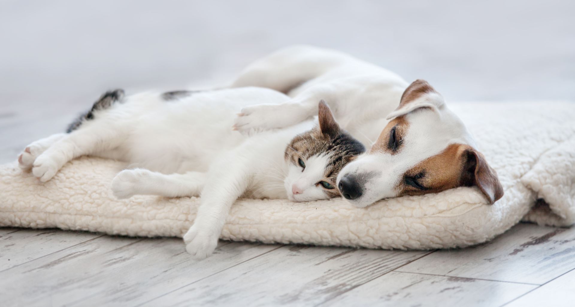 Cat and dog sleeping. Pets sleeping embracing