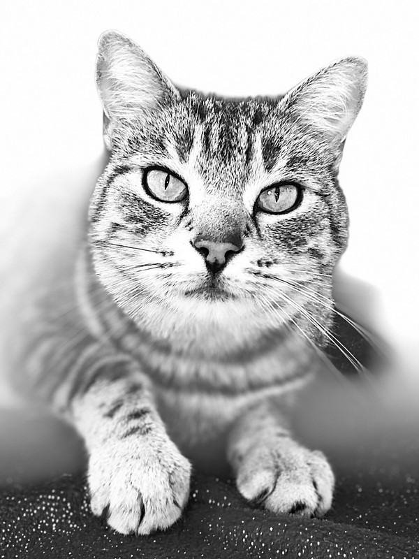 Kinder la mascotte (Copy)